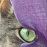 animal, cat, close_up, color_contrast, curiosity, detail, eye, fur, green_eye, macro, mystery, nature, peek, pet, portrait, purple_fabric, soft_light, texture, whiskers, wildlife