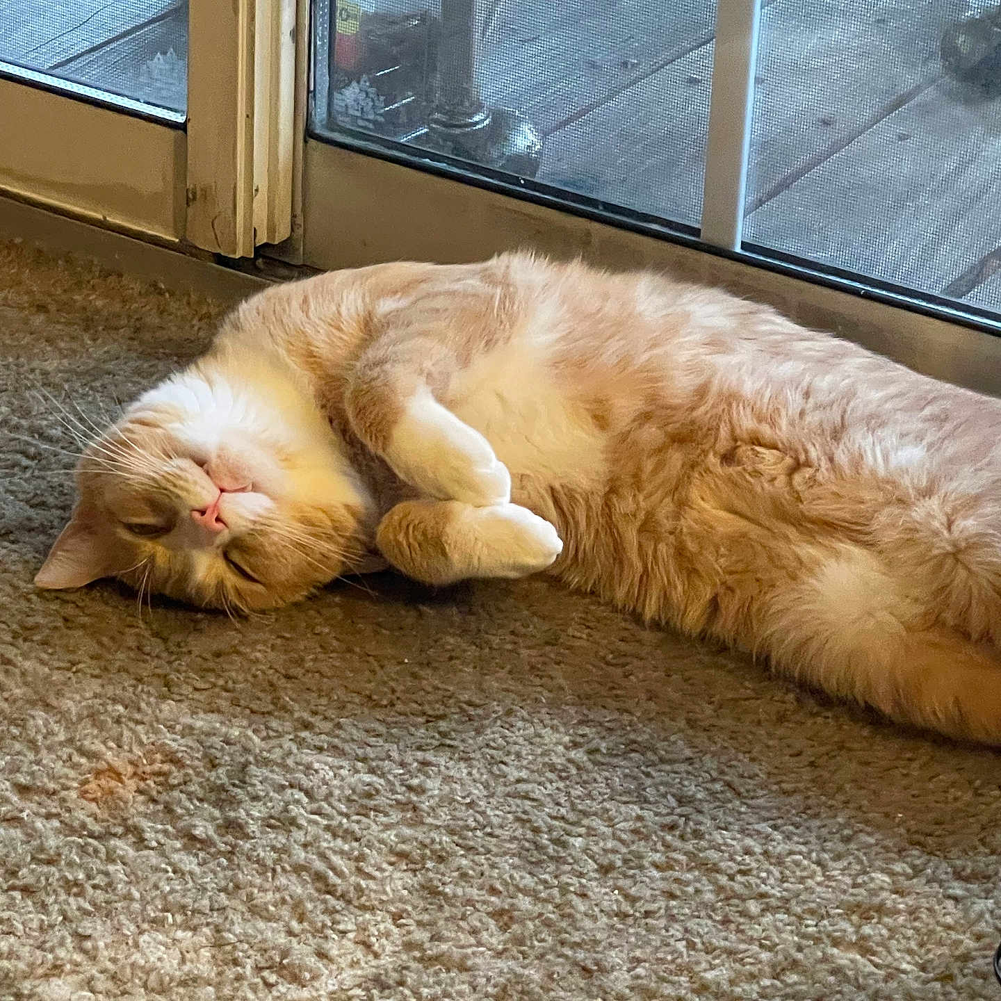 Simba joined the competition — help win amazing prizes! angora, animal, canine, cat, dog, door, hardwood, homedecor, indoors, interiordesign, kitten, manx, person, pet, puppy, sleeping, stainedwood, window, windowsill, wood