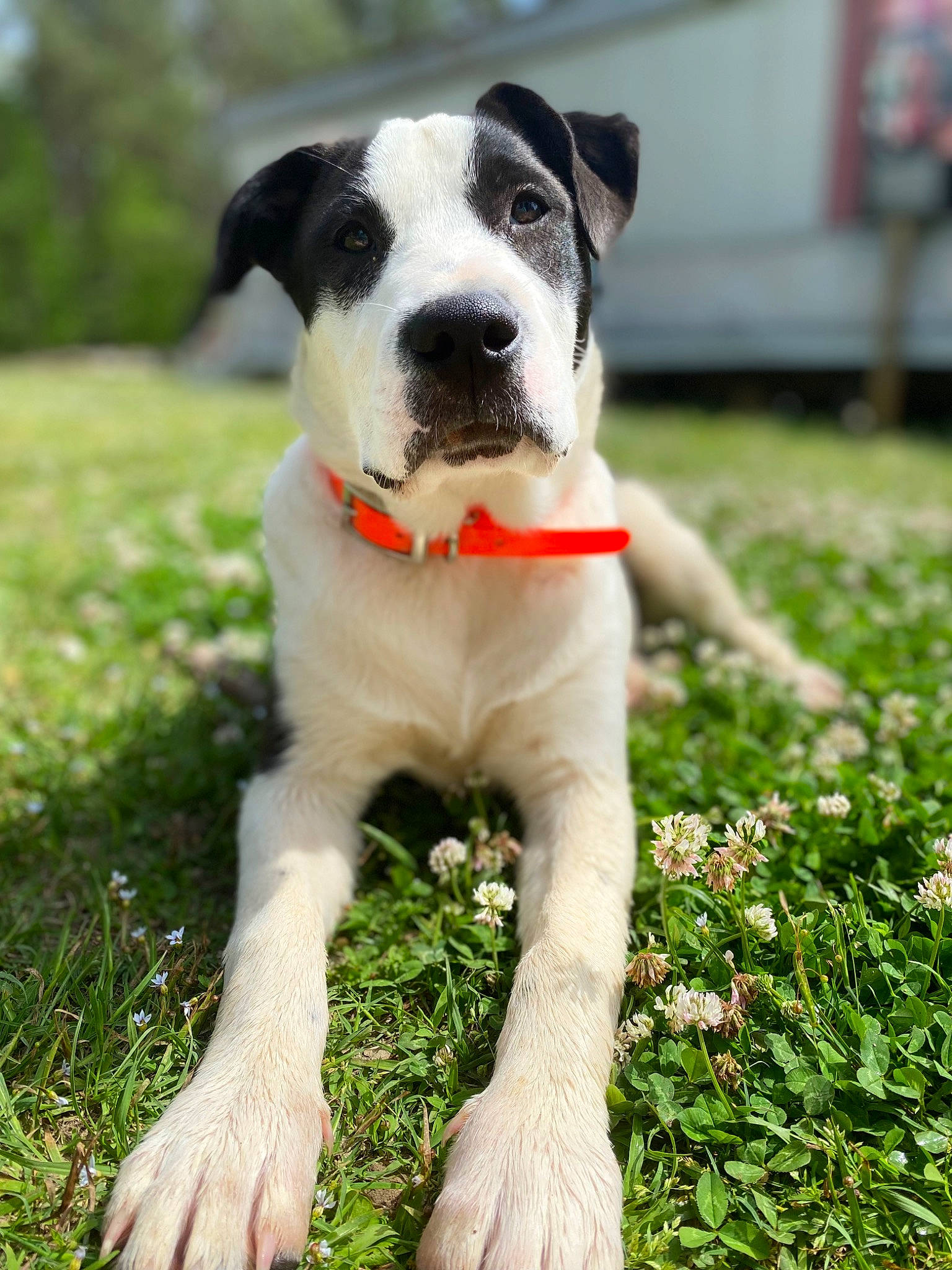 Delilah joined the competition — help win amazing prizes! canidae, carnivore, collar, companion_dog, dog, dog_breed, dog_collar, dog_supply, fawn, grass, groundcover, lawn, paw, pet_supply, plant, tail, terrier, whiskers, working_animal, working_dog