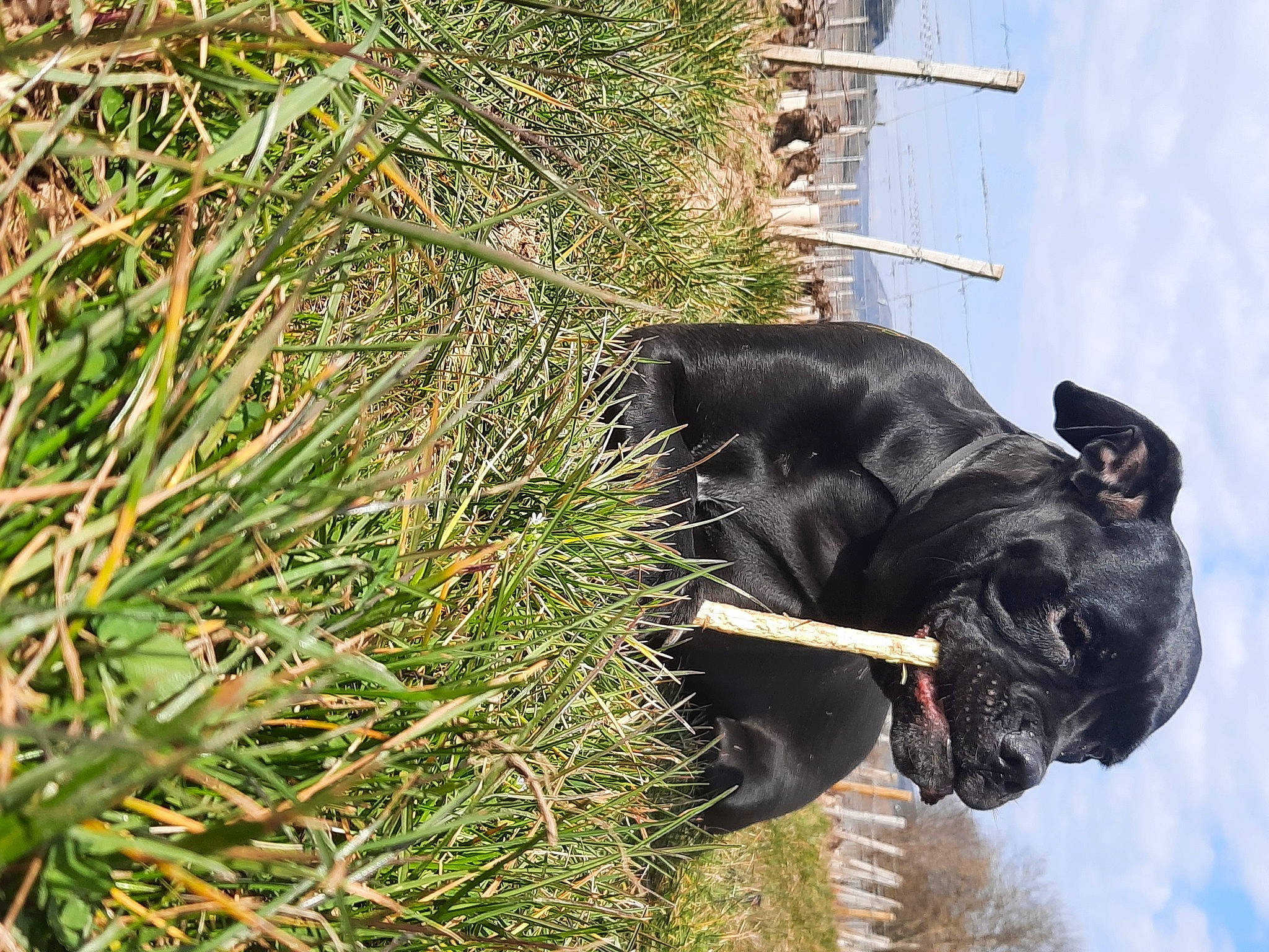 Freyja a rejoint le concours — aidez-le/la à gagner de superbes lots ! african_elephant, art, bull, cloud, dog_breed, elephant, elephants_and_mammoths, fawn, grass, indian_elephant, pack_animal, plant, sculpture, sky, snout, sporting_group, statue, terrestrial_animal, terrestrial_plant, working_animal