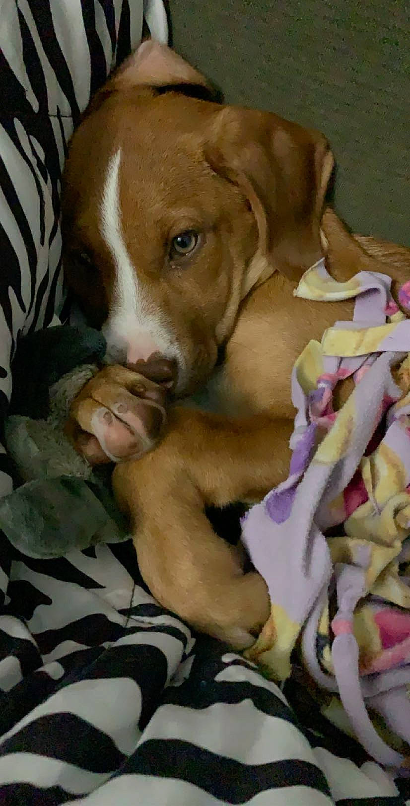 Molly joined the competition — help win amazing prizes! american_pit_bull_terrier, canidae, carnivore, dog, dog_breed, ear, fawn, mammal, non_sporting_group, pit_bull, pointer, puppy_love, sporting_group, vizsla