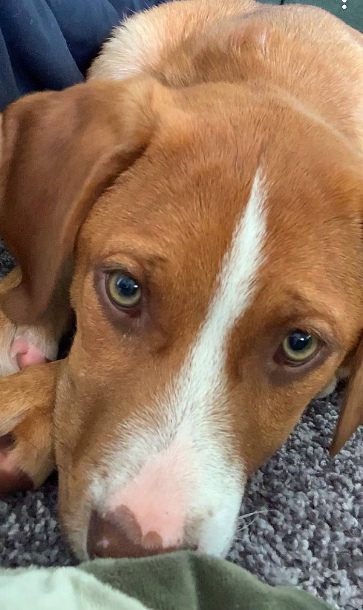 Molly joined the competition — help win amazing prizes! austrian_pinscher, beagador, beagle, canidae, carnivore, companion_dog, dog, dog_breed, ear, eye, fawn, harrier, mammal, nose, posavac_hound, snout, sporting_group, vertebrate, vizsla, whiskers