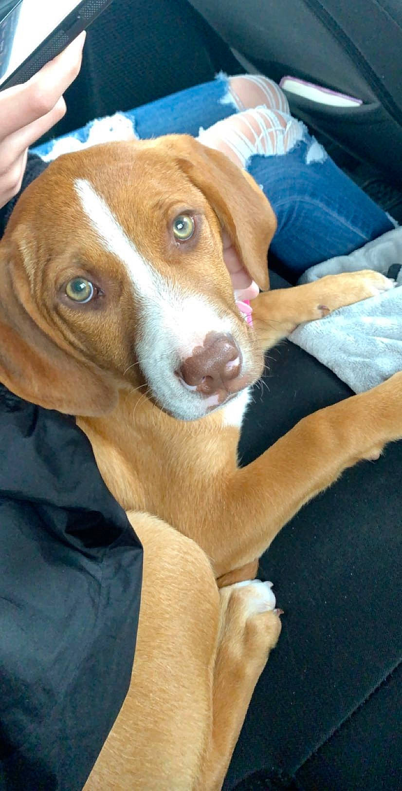 Molly joined the competition — help win amazing prizes! american_pit_bull_terrier, canidae, carnivore, companion_dog, dog, dog_breed, ear, fawn, hunting_dog, mammal, pit_bull, posavac_hound, rare_breed_dog, sporting_group, vizsla