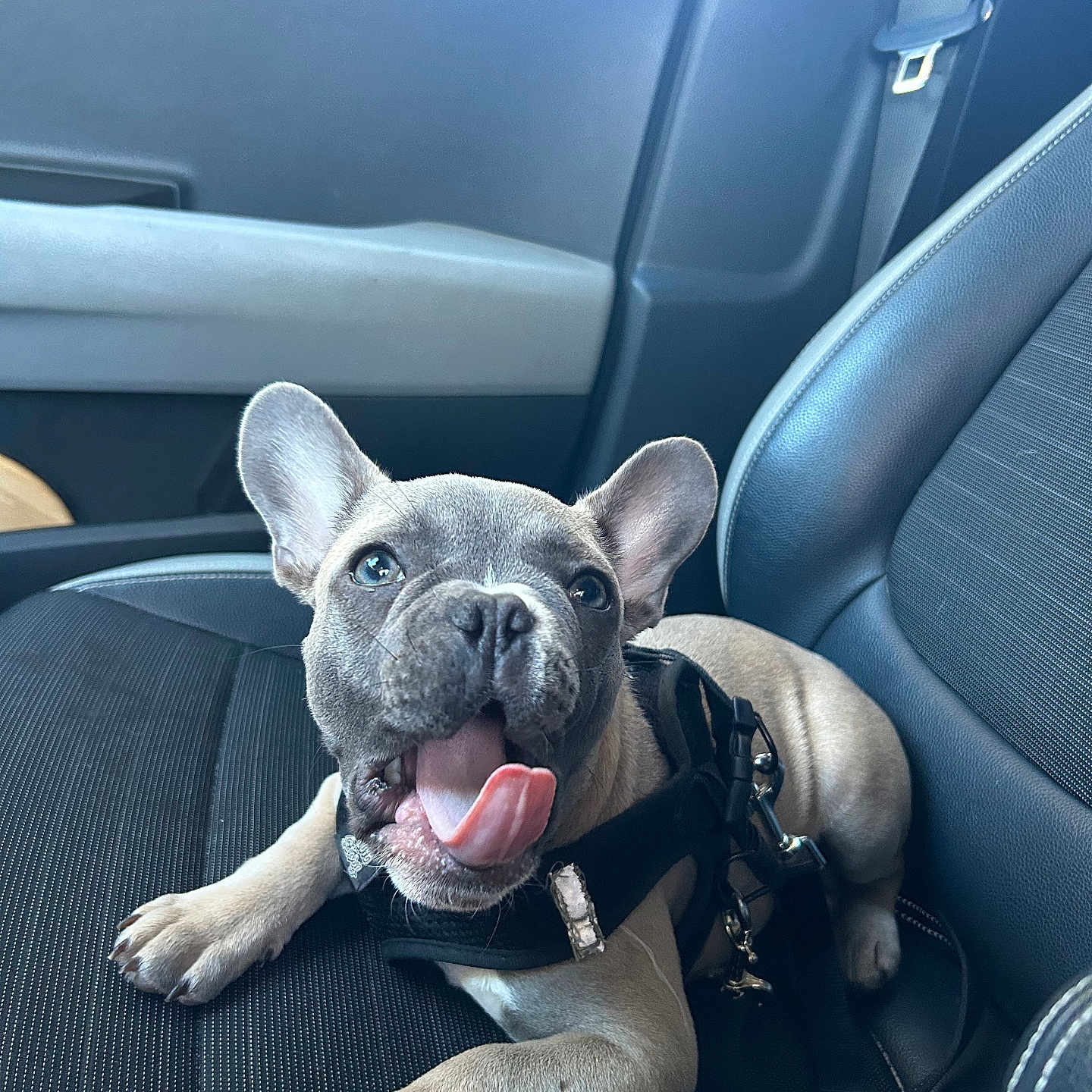 Nala a rejoint le concours — aidez-le/la à gagner de superbes lots ! accessories, animal, belt, bostonbull, boxer, bulldog, canine, car, car_interior, carseat, cushion, dog, frenchbulldog, headrest, homedecor, pet, pitbull, puppy, transportation, vehicle