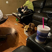 Stella joined the competition — help win amazing prizes! dog, corgi, person, hoodie, couch, leather_couch, wooden_floor, drink_cup, plastic_cup, table, floor, socks, casual, indoor, living_room, relaxing, snack_bag, shadow, window, curtain