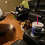 dog, corgi, person, hoodie, couch, leather_couch, wooden_floor, drink_cup, plastic_cup, table, floor, socks, casual, indoor, living_room, relaxing, snack_bag, shadow, window, curtain