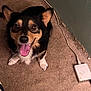 dog, carpet, wall, charging_hub, pet, indoor, canine, tongue_out, happy, ears, black_fur, brown_fur, white_paws, looking_up, floor, cord, electronic_device, household, cute, animal