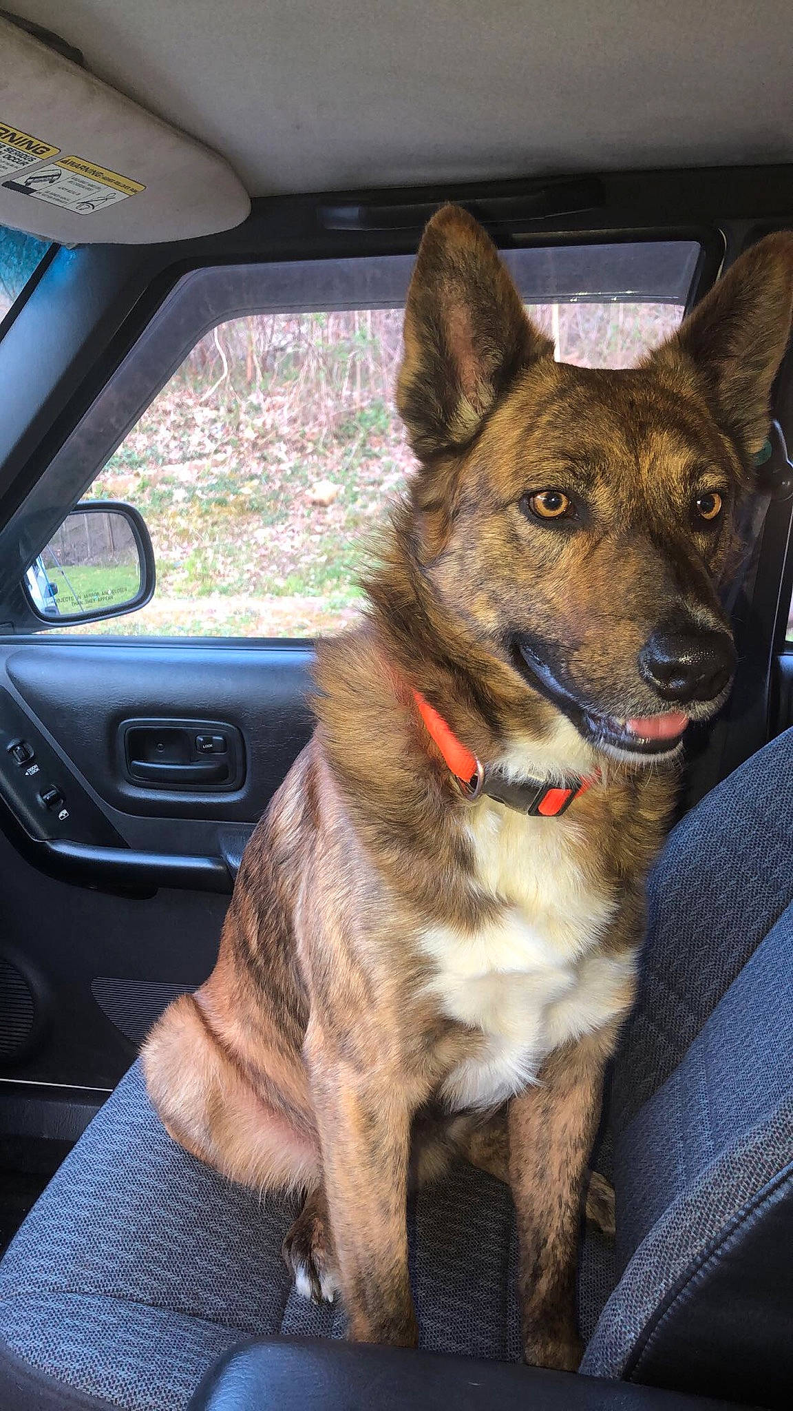 Lex is registered to the contest to win money with this photo: automotive_exterior, automotive_mirror, car, carnivore, collar, companion_dog, dog, dog_breed, dog_collar, fawn, jaw, leash, motor_vehicle, snout, steering_wheel, vehicle, vehicle_door, whiskers, window, working_animal
