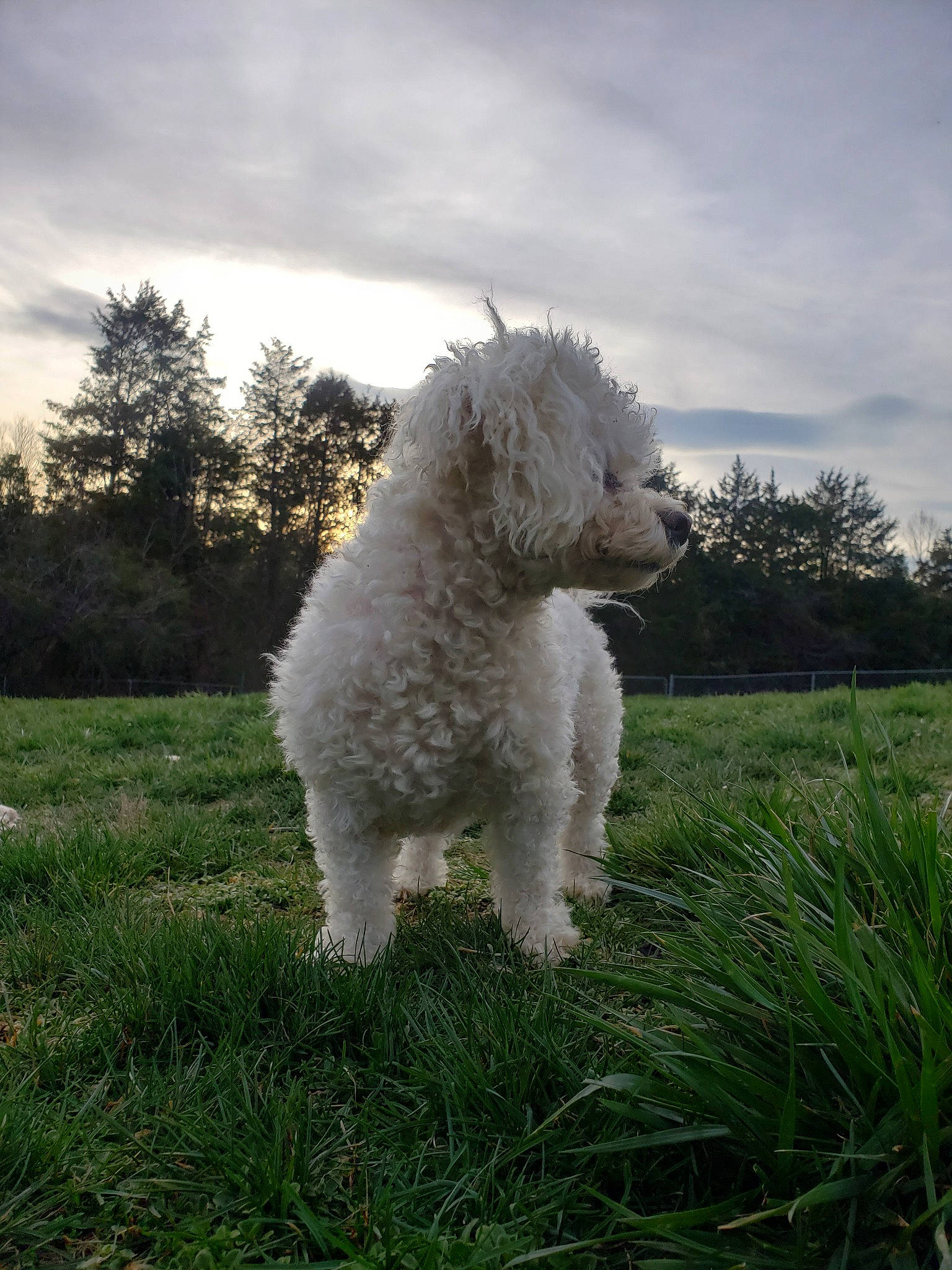 Rosebud joined the competition — help win amazing prizes! bichon_frise, bolognese, canidae, carnivore, companion_dog, dog, dog_breed, grass, lagotto_romagnolo, mammal, non_sporting_group, poodle, poodle_crossbreed, pumi, rare_breed_dog, spanish_water_dog, sporting_group, terrier, toy_poodle, vertebrate