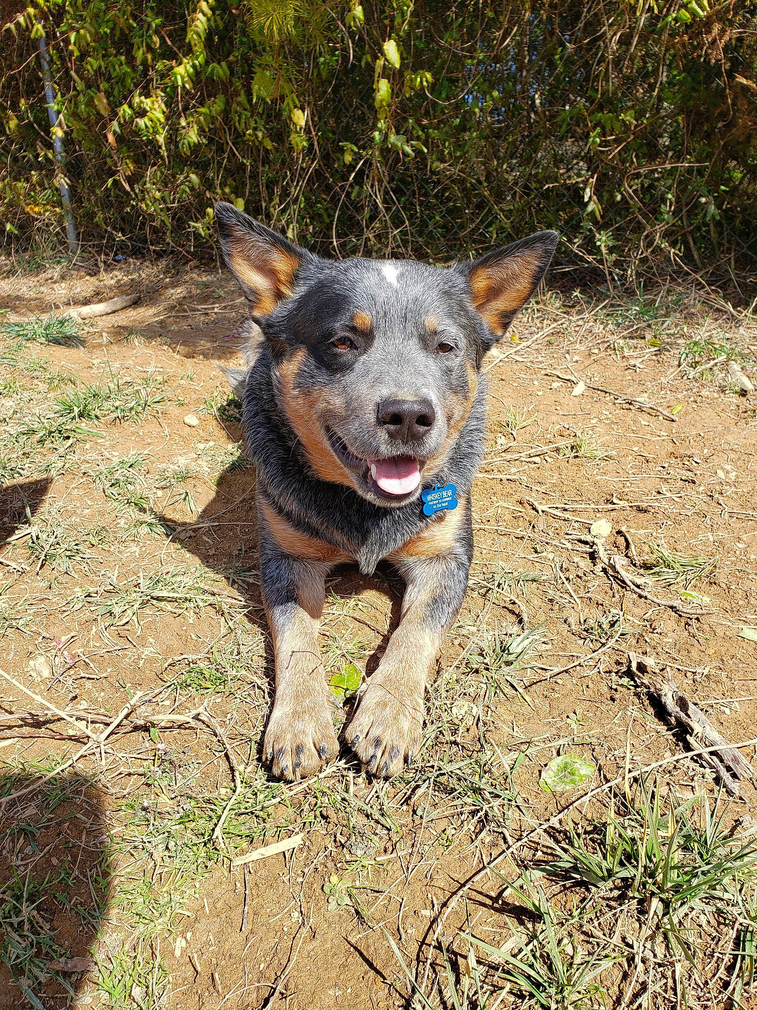 Whiskey Bear is registered to the contest to win money with this photo: adventure, australian_cattle_dog, australian_kelpie, canidae, carnivore, dog, dog_breed, herding_dog, koolie, mammal, sporting_group, texas_heeler, working_dog