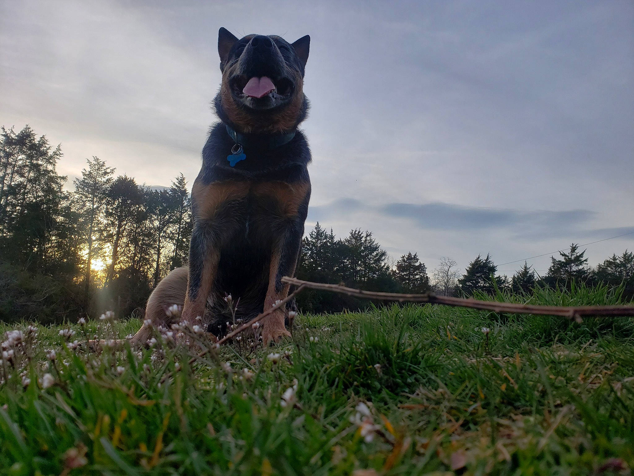 Whiskey Bear joined the competition — help win amazing prizes! australian_cattle_dog, australian_kelpie, black_norwegian_elkhound, bohemian_shepherd, canidae, carnivore, dog, dog_breed, german_shepherd_dog, grass, lapponian_herder, mammal, schipperke, sky, vertebrate, working_dog
