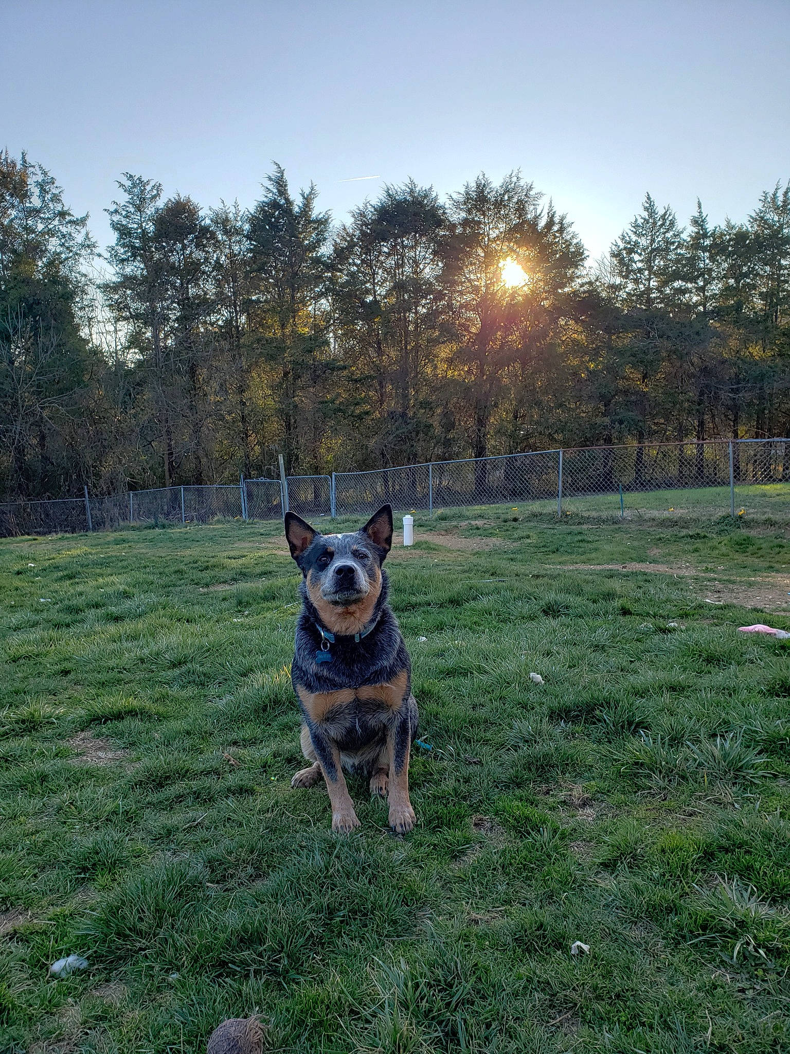 Whiskey Bear is registered to the contest to win money with this photo: australian_cattle_dog, canidae, carnivore, dog, dog_breed, east_european_shepherd, fawn, grass, herding_dog, mammal, sky, sporting_group, tree, vertebrate, working_dog