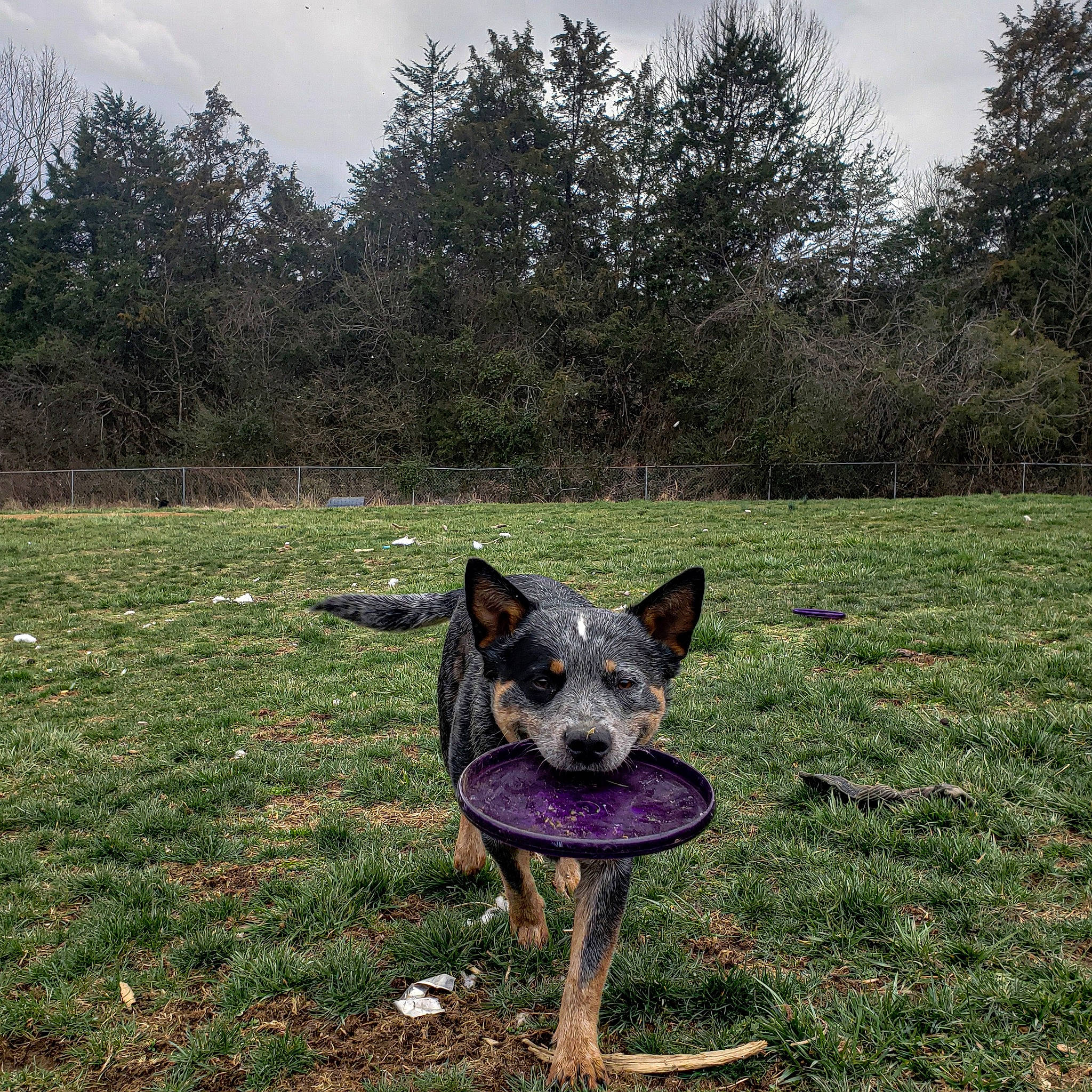 Whiskey Bear is registered to the contest to win money with this photo: australian_cattle_dog, australian_kelpie, australian_stumpy_tail_cattle_dog, canidae, carnivore, dog, dog_breed, german_shepherd_dog, grass, guard_dog, herding_dog, mammal, plant, tree, vertebrate, working_dog