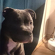 Storm joined the competition — help win amazing prizes! dog, pet, indoor, lamp, light, shadow, floor, wood_floor, curtain, brown, white_chest, portrait, animal, companion, canine, household, quiet, still_life, calm, mood