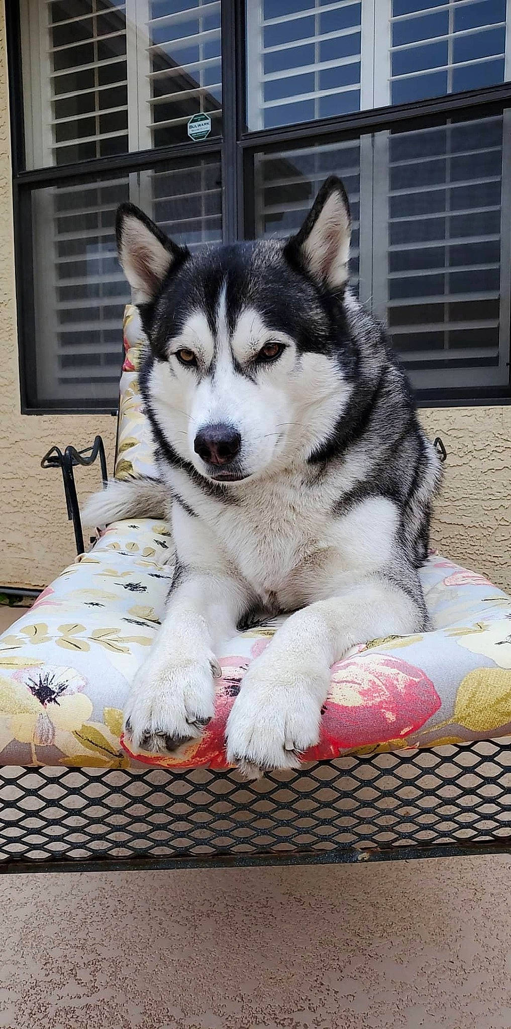 Lýkos joined the competition — help win amazing prizes! alaskan_klee_kai, alaskan_malamute, canadian_eskimo_dog, canidae, carnivore, dog, dog_breed, jamthund, mammal, miniature_siberian_husky, native_american_indian_dog, northern_inuit_dog, saarloos_wolfdog, sakhalin_husky, seppala_siberian_sleddog, siberian_husky, sled_dog, tamaskan_dog, vertebrate, wolfdog