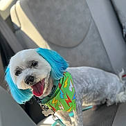 Monti joined the competition — help win amazing prizes! animal, bandana, blue_ears, car_interior, car_seat, colorful, companion, cute, dog, domestic_animal, happy, leash, pet, portrait, sitting, small_dog, smiling, sunlight, tongue_out, white_fur