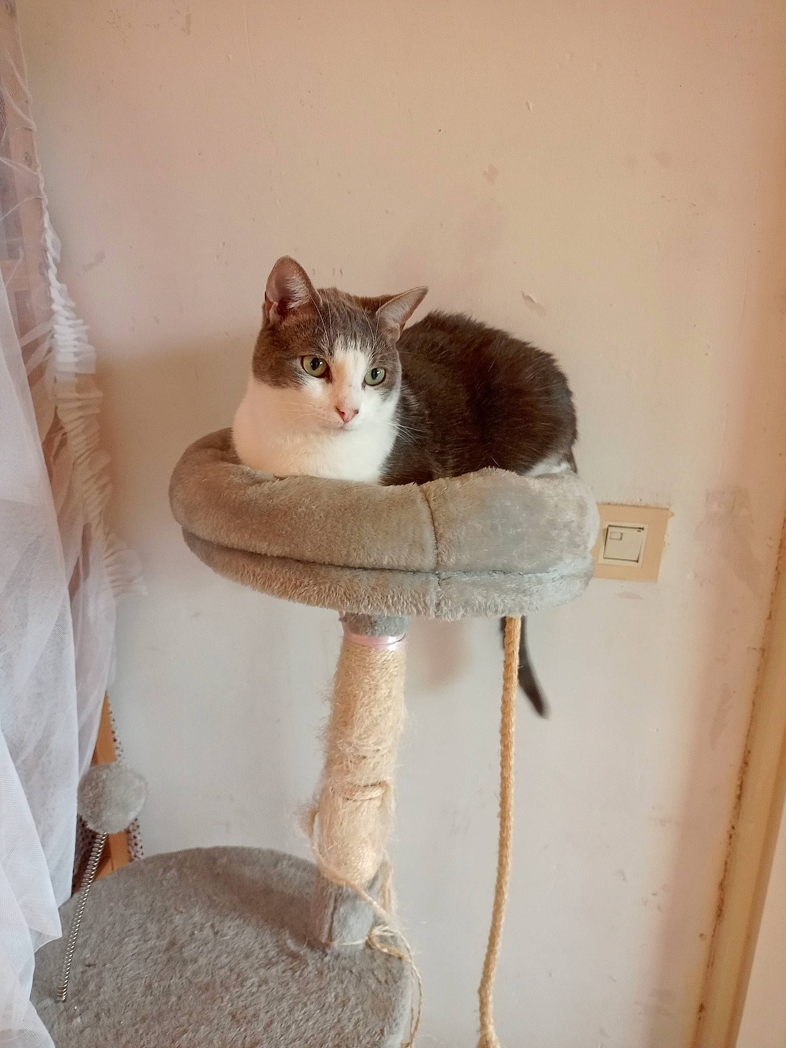 Fripouille participe au concours pour gagner de l'argent avec cette photo : beige, carnivore, cat, cat_supply, chair, domestic_short_haired_cat, fawn, felidae, fur, grey, hardwood, pet_supply, shelf, shelving, small_to_medium_sized_cats, stairs, tail, whiskers, window, wood