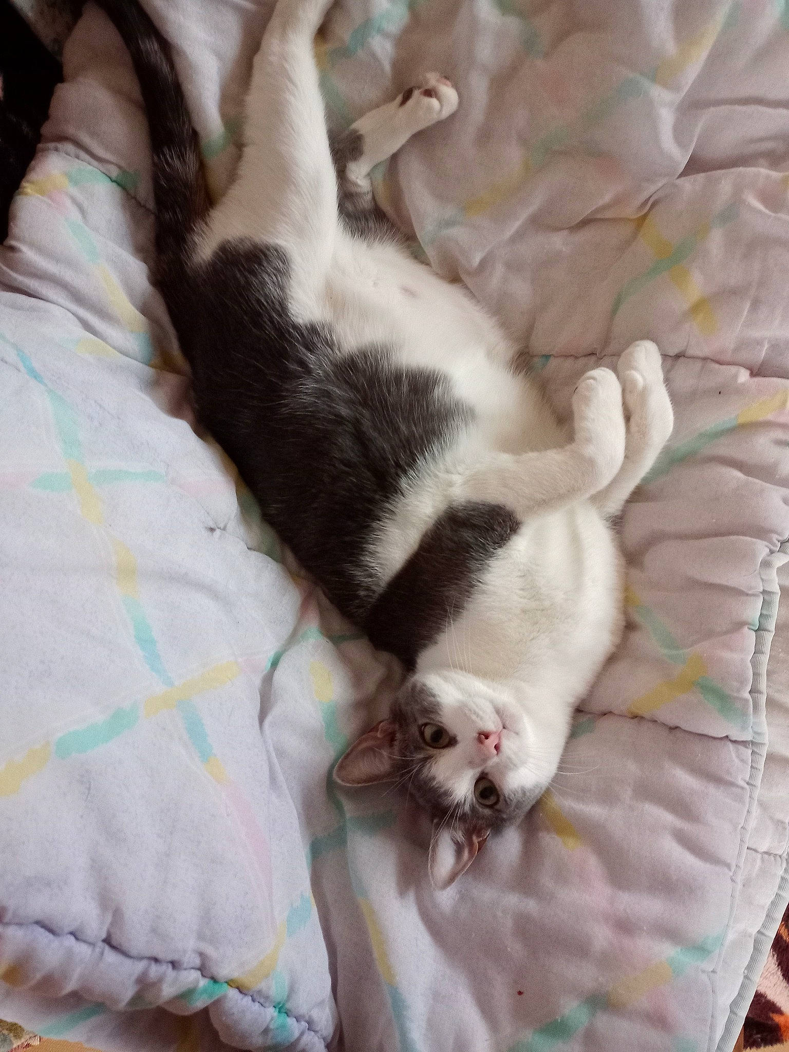 Fripouille participe au concours pour gagner de l'argent avec cette photo : bedding, carnivore, cat, comfort, companion_dog, couch, dog_breed, domestic_short_haired_cat, duvet, fawn, felidae, fur, linens, pattern, paw, small_to_medium_sized_cats, sporting_group, tail, textile, whiskers