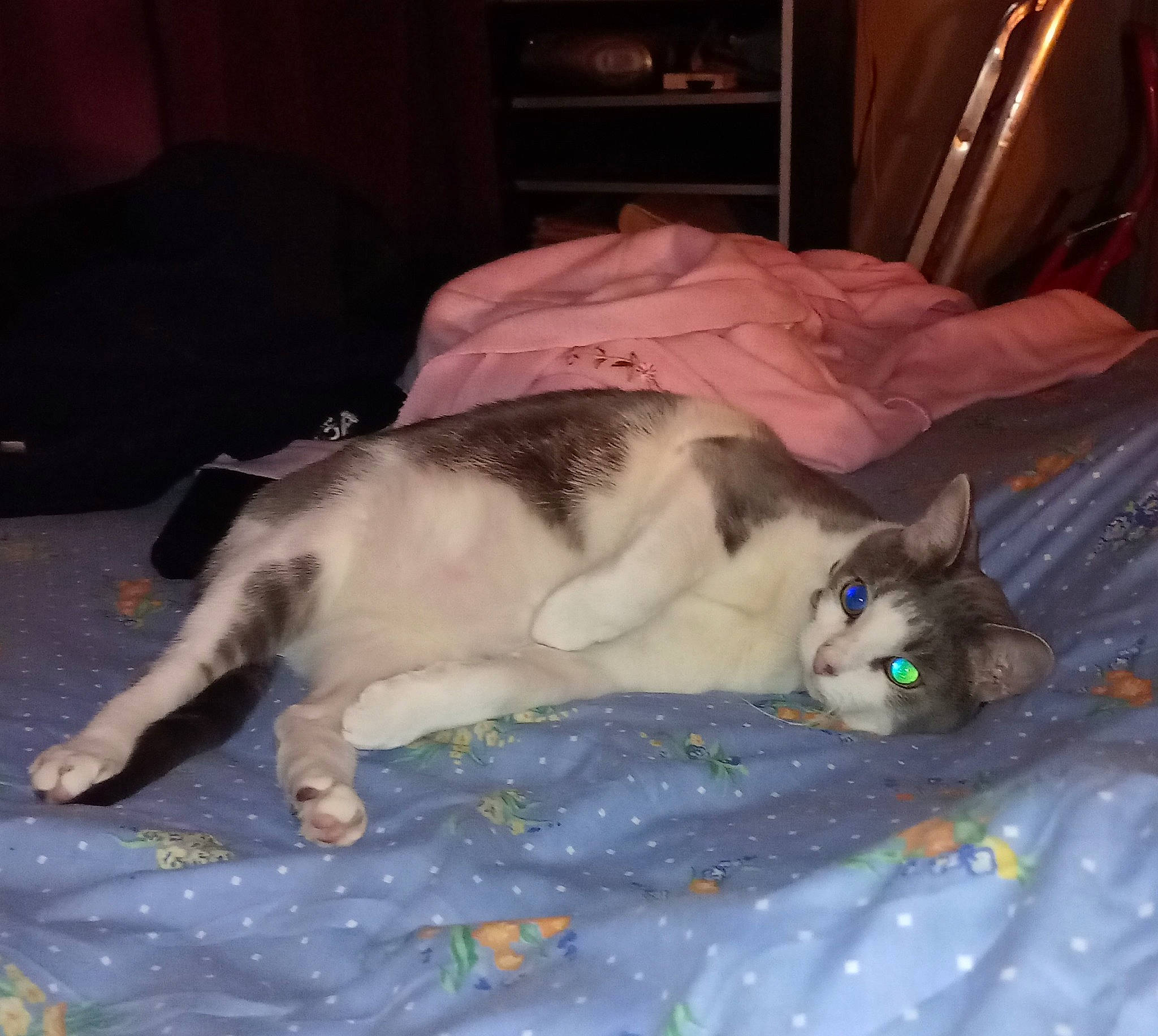 Fripouille participe au concours pour gagner de l'argent avec cette photo : bed, carnivore, cat, comfort, companion_dog, couch, dog_breed, domestic_short_haired_cat, fawn, felidae, fur, linens, mammal, paw, room, small_to_medium_sized_cats, tail, textile, vertebrate, whiskers