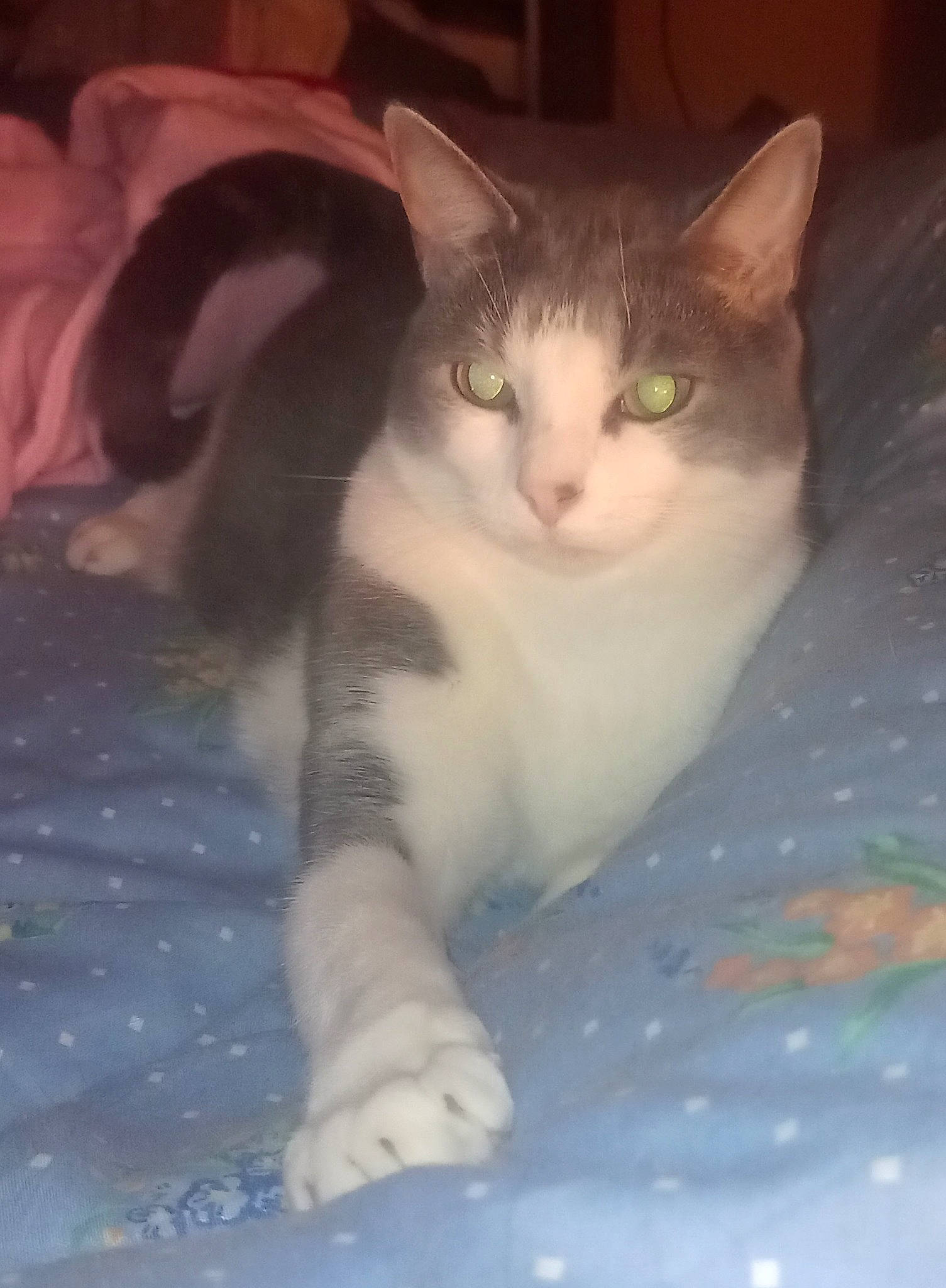 Fripouille a rejoint le concours — aidez-le/la à gagner de superbes lots ! carnivore, cat, claw, comfort, domestic_short_haired_cat, fawn, felidae, flooring, foot, fur, paw, sitting, small_to_medium_sized_cats, snout, tail, whiskers