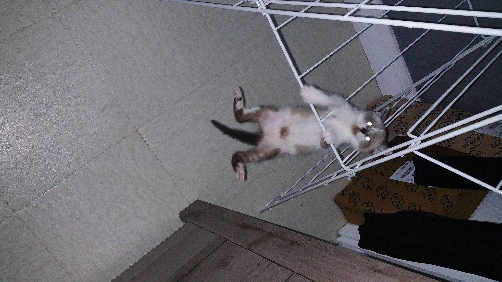 Obiwan a rejoint le concours — aidez-le/la à gagner de superbes lots ! carnivore, cat, collar, dog_breed, domestic_short_haired_cat, electrical_wiring, fawn, felidae, floor, flooring, fur, grey, hardwood, small_to_medium_sized_cats, snout, sporting_group, tail, whiskers, wire, wood