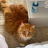 Thor a rejoint le concours — aidez-le/la à gagner de superbes lots ! cat, ginger_cat, fluffy, long_hair, feline, pet, animal, whiskers, green_eyes, looking_up, indoor, bedroom, carpet, rug, bed, white_bedding, nightstand, cleaning_spray, orange_fur, portrait