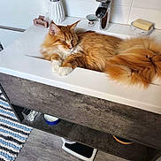 Thor participe au concours pour gagner de l'argent avec cette photo : cat, ginger_cat, fluffy, long_hair, sleeping, relaxed, bathroom, sink, faucet, washbasin, toothbrush, soap, mirror, countertop, home, indoor, pet, orange_fur, animal_face, cozy