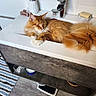 cat, ginger_cat, fluffy, long_hair, sleeping, relaxed, bathroom, sink, faucet, washbasin, toothbrush, soap, mirror, countertop, home, indoor, pet, orange_fur, animal_face, cozy