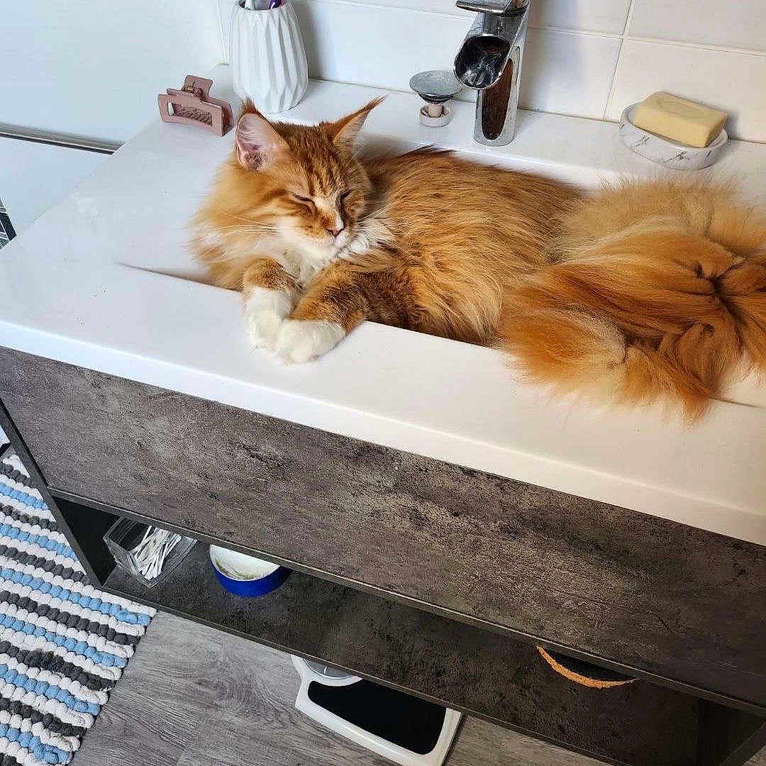 Thor participe au concours pour gagner de l'argent avec cette photo : cat, ginger_cat, fluffy, long_hair, sleeping, relaxed, bathroom, sink, faucet, washbasin, toothbrush, soap, mirror, countertop, home, indoor, pet, orange_fur, animal_face, cozy