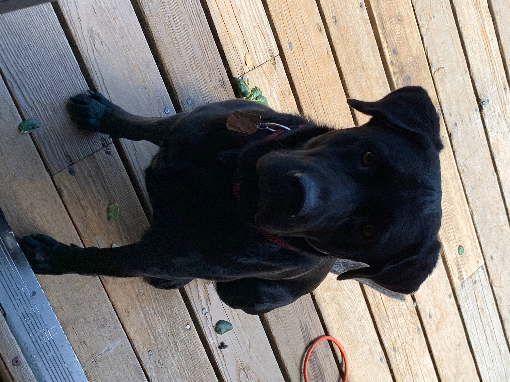 Murphy joined the competition — help win amazing prizes! borador, canidae, carnivore, collar, companion_dog, dog, dog_breed, dog_collar, fawn, guard_dog, hardwood, leash, pet_supply, plank, tail, terrestrial_animal, wood, wood_stain, working_animal, working_dog