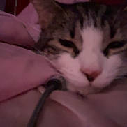Minaj joined the competition — help win amazing prizes! animal, bed, blanket, cat, closeup, cozy, cute, face, fur, indoor, nose, paw, pet, pink, relaxed, resting, sleeping, soft, tabby, whiskers