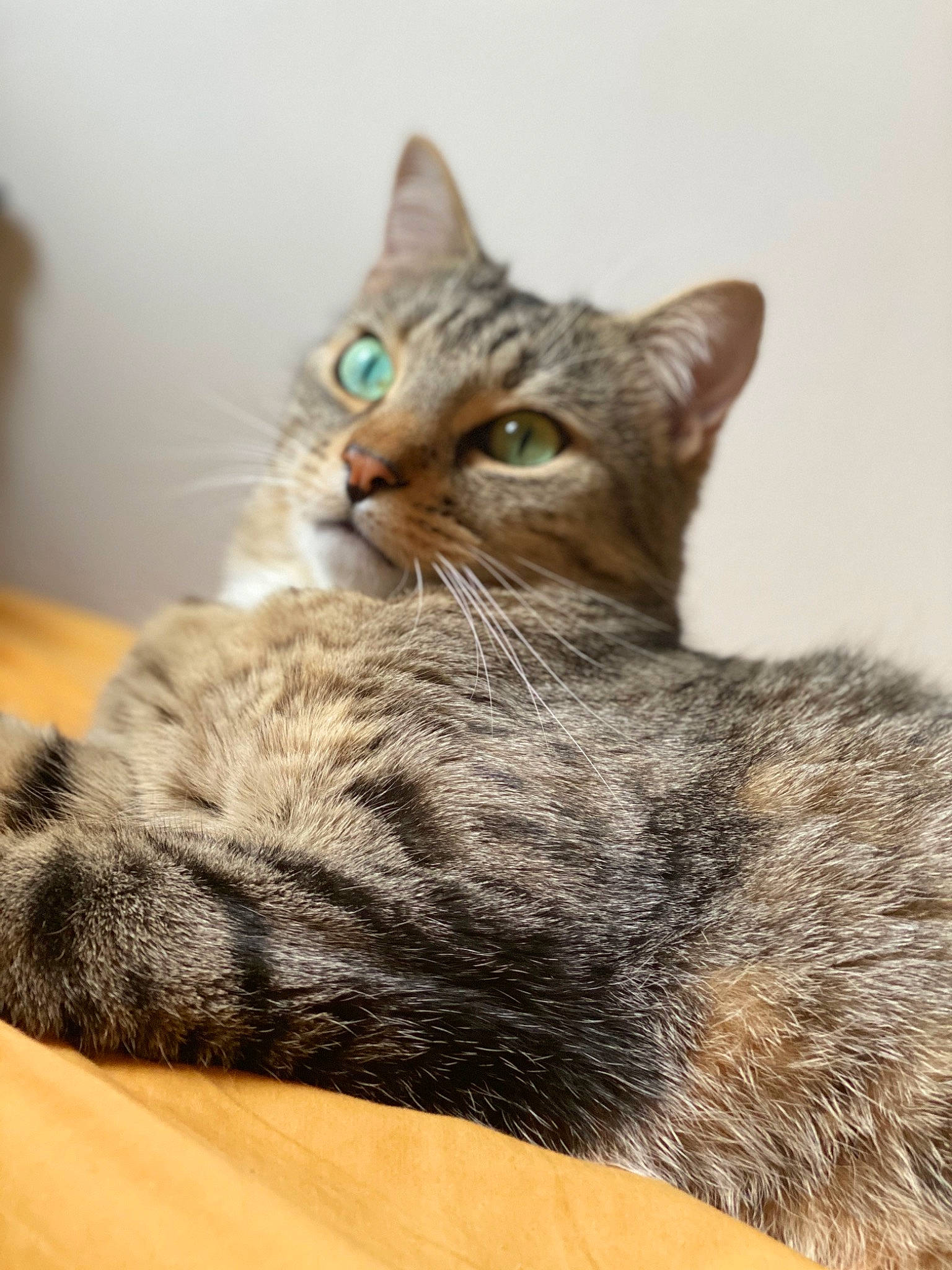 Arkan participe au concours pour gagner de l'argent avec cette photo : carnivore, cat, claw, close_up, comfort, domestic_short_haired_cat, fawn, felidae, fur, paw, sitting, small_to_medium_sized_cats, snout, tail, terrestrial_animal, whiskers, wildlife, window, wood