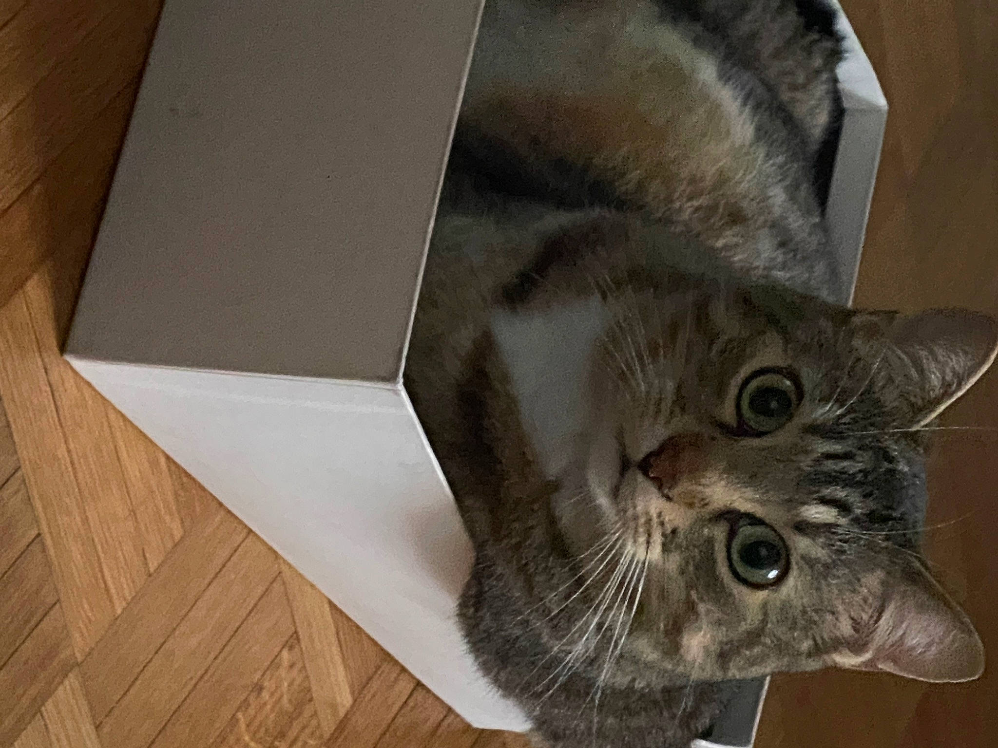 Arkan participe au concours pour gagner de l'argent avec cette photo : box, carnivore, cat, domestic_short_haired_cat, felidae, flooring, fur, grey, hardwood, paper, paper_product, pet_supply, rectangle, room, small_to_medium_sized_cats, snout, whiskers, window, wood, wood_stain
