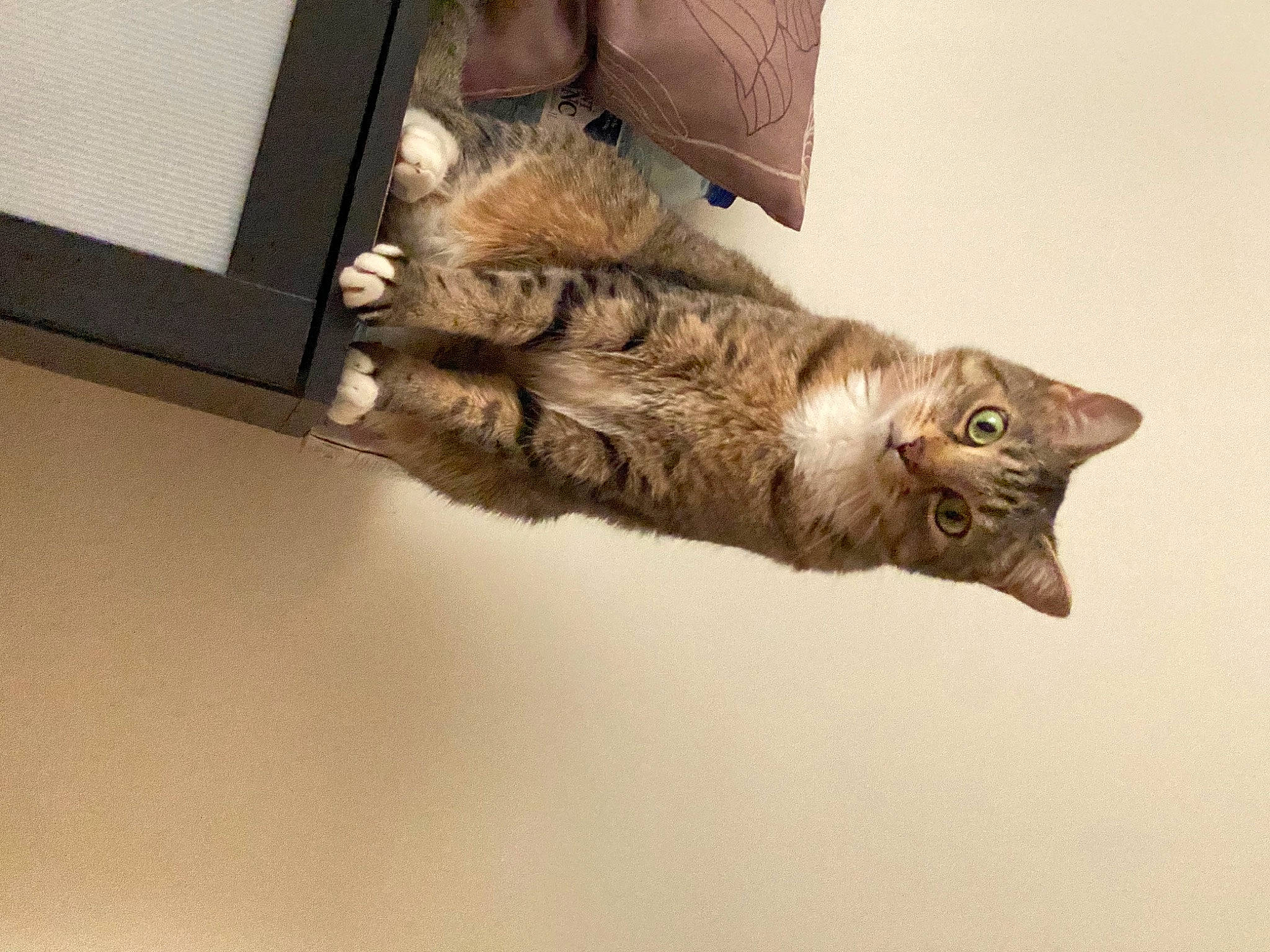 Arkan a rejoint le concours — aidez-le/la à gagner de superbes lots ! art, box, carnivore, cat, claw, domestic_short_haired_cat, felidae, fur, paw, small_to_medium_sized_cats, tail, whiskers