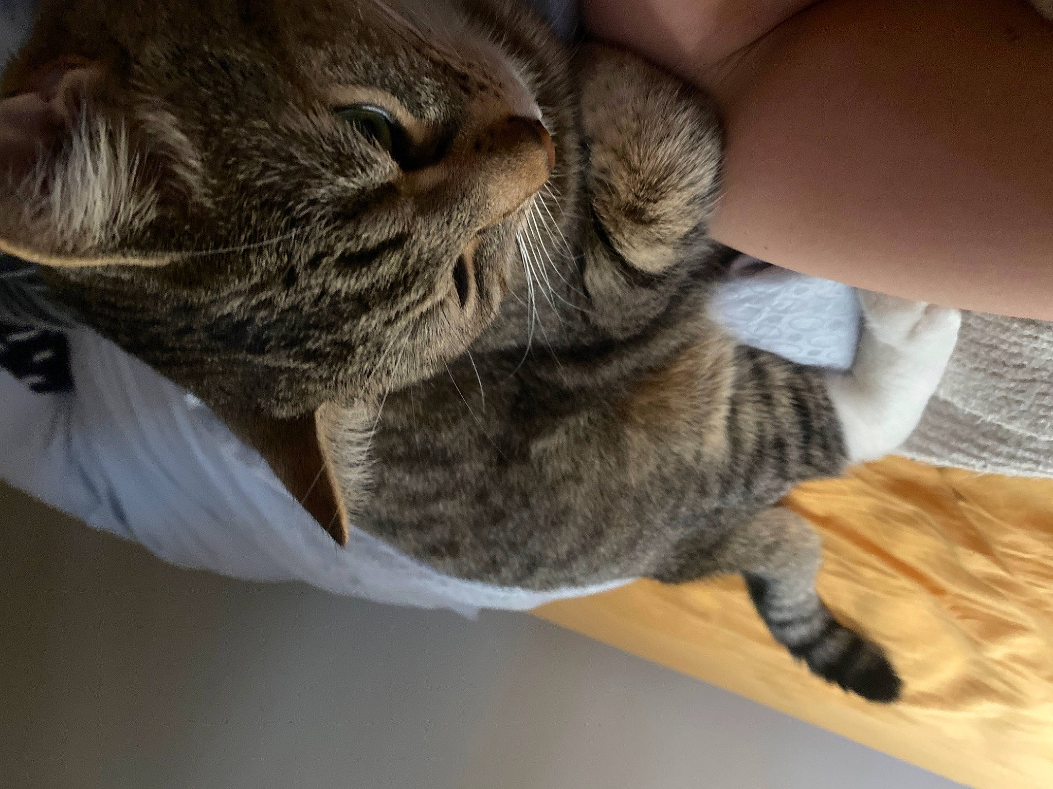 Arkan participe au concours pour gagner de l'argent avec cette photo : carnivore, cat, claw, comfort, domestic_short_haired_cat, ear, fawn, felidae, fur, gesture, grey, hand, mammal, nap, paw, small_to_medium_sized_cats, snout, tail, whiskers, wood