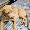 bed, bedroom, dog, dresser, furniture, home, indoor, labrador, lying_down, paws, pet, portrait, puppy, relaxed, short_hair, side_eye, sleepy, striped_bedding, tail, yellow_dog