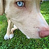 animal, backyard, blue_eyes, close_up, clover, cream_colored, curious, dog, fence, funny, fur, grass, lawn, outdoor, pet, pink_nose, portrait, puppy, snout, white_paws