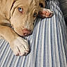 bed, bedding, blue_eye, brown_eye, closeup, cozy, dog, heterochromia, indoor, lying_down, paws, pet, pink_nose, portrait, puppy, short_hair, sleeping, striped_fabric, tan_fur, white_paws