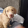 bed, bedding, bedroom, blue_eye, brown_eye, canine, closeup, collar, dog, floppy_ears, headboard, heterochromia, indoor, photobomb, pillow, portrait, puppy, short_fur, sitting, striped_fabric