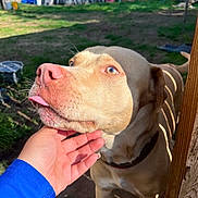 Onyx joined the competition — help win amazing prizes! animal, backyard, brown_and_white, chin_scratch, close_up, collar, dog, fence, friendly, garden, hand, outdoor, pet, pink_nose, pit_bull, playful, playground, short_hair, sunlight, tongue