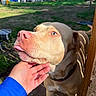 animal, backyard, brown_and_white, chin_scratch, close_up, collar, dog, fence, friendly, garden, hand, outdoor, pet, pink_nose, pit_bull, playful, playground, short_hair, sunlight, tongue