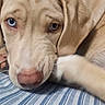 animal, blanket, blue_eyes, close_up, cozy, cream_colored, cute, dog, floppy_ears, fur, indoors, lying_down, pet, photography, pink_nose, portrait, puppy, relaxed, sleepy, striped_blanket