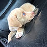 Onyx is registered to the contest to win money with this photo: animal, blue_eye, canine, car, car_seat, closeup, cream-colored, curled_up, cute, dog, floppy_ears, interior, leather, paw, portrait, puppy, sitting, sleeping, small, young