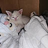 Marshmallow is registered to the contest to win money with this photo: animal, blanket, cardboard_box, cat, comfort, cozy, cute, feline, fur, indoor, kitten, pet, plush_toy, resting, sleeping, snuggled, soft, warm, white, young
