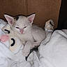 Marshmallow joined the competition — help win amazing prizes! kitten, cat, sleepy, white, blanket, plush, cozy, cardboard_box, fur, small, cute, pet, animal, indoor, resting, young, soft, comfort, pink_nose, ears