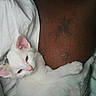 Marshmallow joined the competition — help win amazing prizes! kitten, cat, white_cat, tattoo, human_skin, bed, blanket, snuggling, relaxed, cozy, closeup, pet, animal, indoor, sleepy, fur, pink_nose, whiskers, ear, paw
