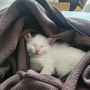 Marshmallow joined the competition — help win amazing prizes! kitten, sleeping, cat, pet, cozy, blanket, jacket, fabric, zipper, indoor, nap, cute, fur, white, black, pink_nose, soft, resting, animal, comfort