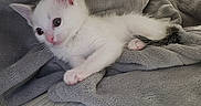 Marshmallow is registered to the contest to win money with this photo: kitten, cat, white_cat, pet, animal, cute, small, fur, ears, paw, blanket, gray, soft, cozy, indoor, resting, young, curious, feline, sleepy