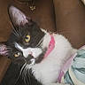 Trixie is registered to the contest to win money with this photo: cat, black_and_white, yellow_eyes, pink_collar, whiskers, ear, close_up, pet, animal, indoor, person, skin, blanket, floral_pattern, resting, cozy, cute, fur, portrait, domestic_cat