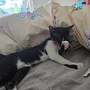 Trixie joined the competition — help win amazing prizes! cat, black_and_white, pink_collar, grooming, sleepy, indoors, blanket, pillow, window, blinds, soft_light, resting, pet, feline, cozy, relaxing, bedroom, fur, animal, cute